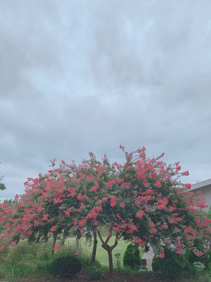 백일홍2.jpg